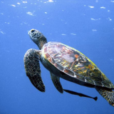 Sea Turtle 