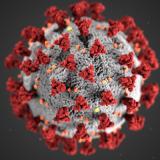 Image of the coronavirus